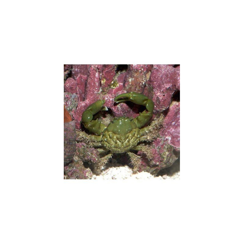 Mithraculus sculptus