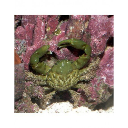 Mithraculus sculptus