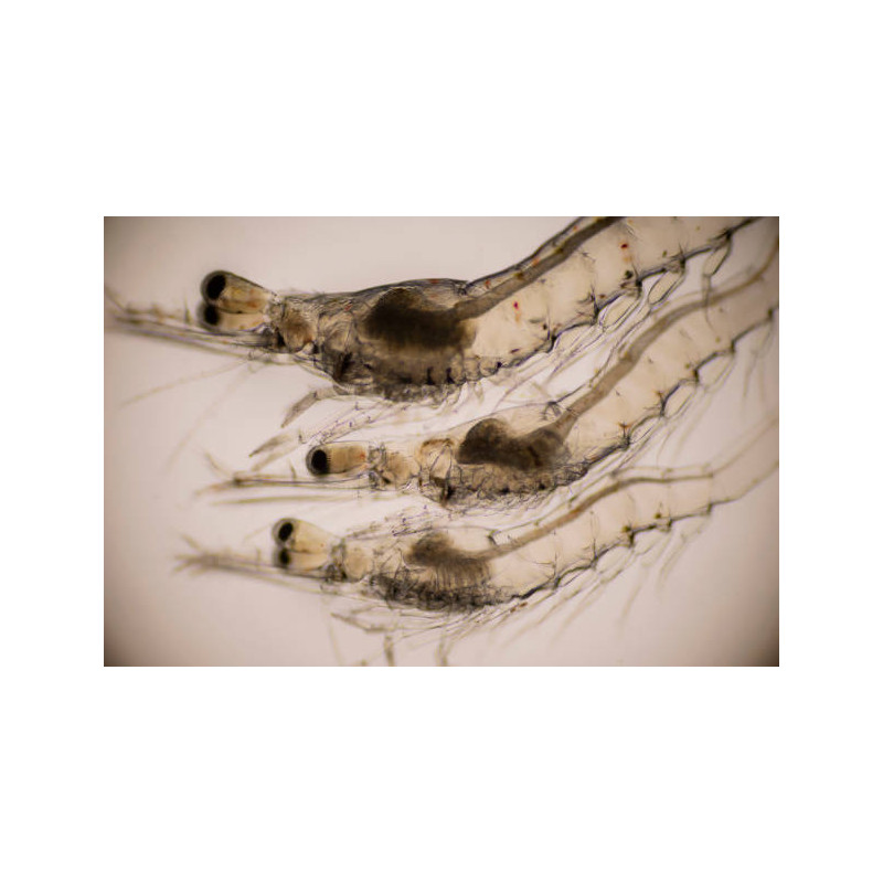 MYSIS 100 g MYSIS 100 g