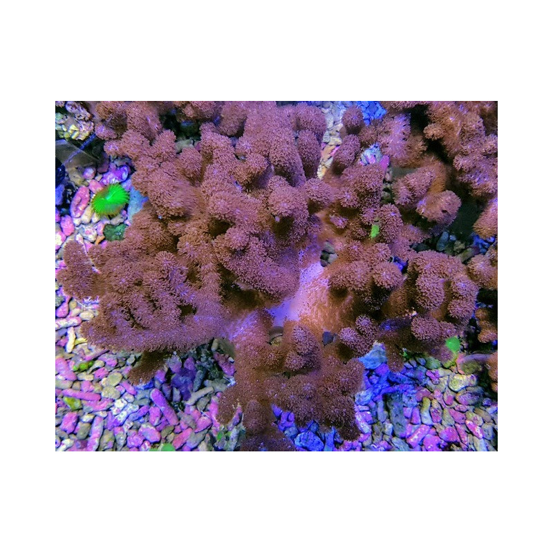 Cladiella spp. (O1 Colt) Cladiella spp. (O1 Colt)