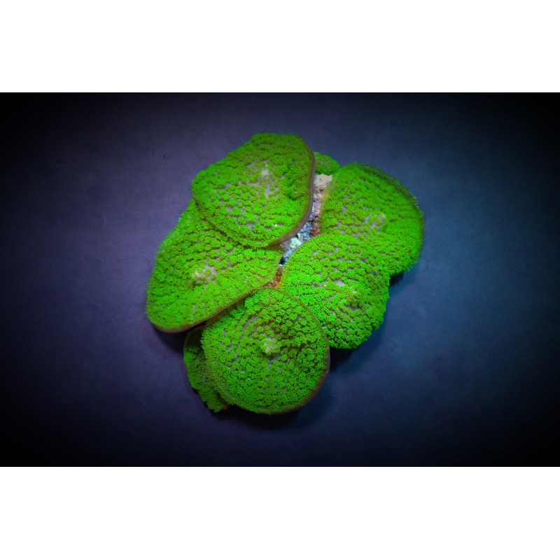 Rhodactis inchoata (Green) (Grade A) Rhodactis inchoata (Green) (Grade A)