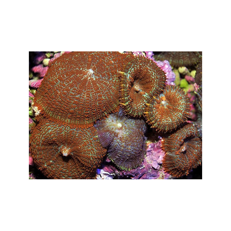 Rhodactis inchoata (Orange) Rhodactis inchoata (Orange)