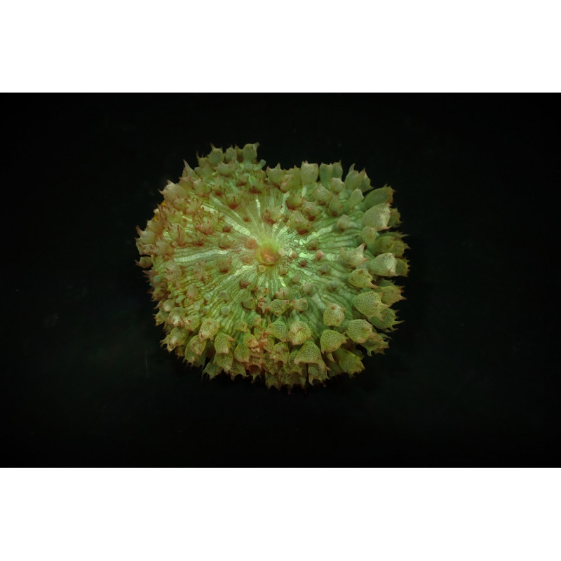 Rhodactis osculifera (Green) ( 1unidad ) Rhodactis osculifera (Green) ( 1unidad )