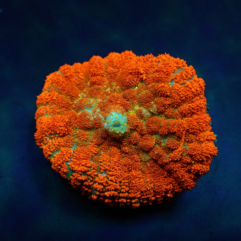 Rhodactis spp. (Orange) (Ultra) (1 unidad) Rhodactis spp. (Orange) (Ultra) (1 unidad)