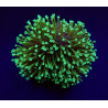 Sarcophyton spp. (Fluor Green) Sarcophyton spp. (Fluor Green)