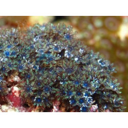 Sympodium spp. (Blue)