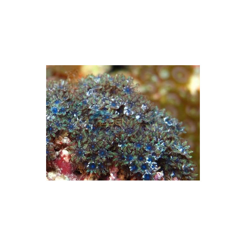 Sympodium spp. (Blue) Sympodium spp. (Blue)