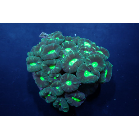 Caulastrea echinulata