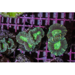 Caulastrea echinulata