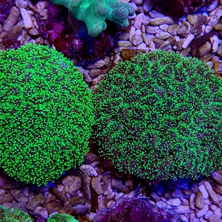 Galaxea spp. (Green)