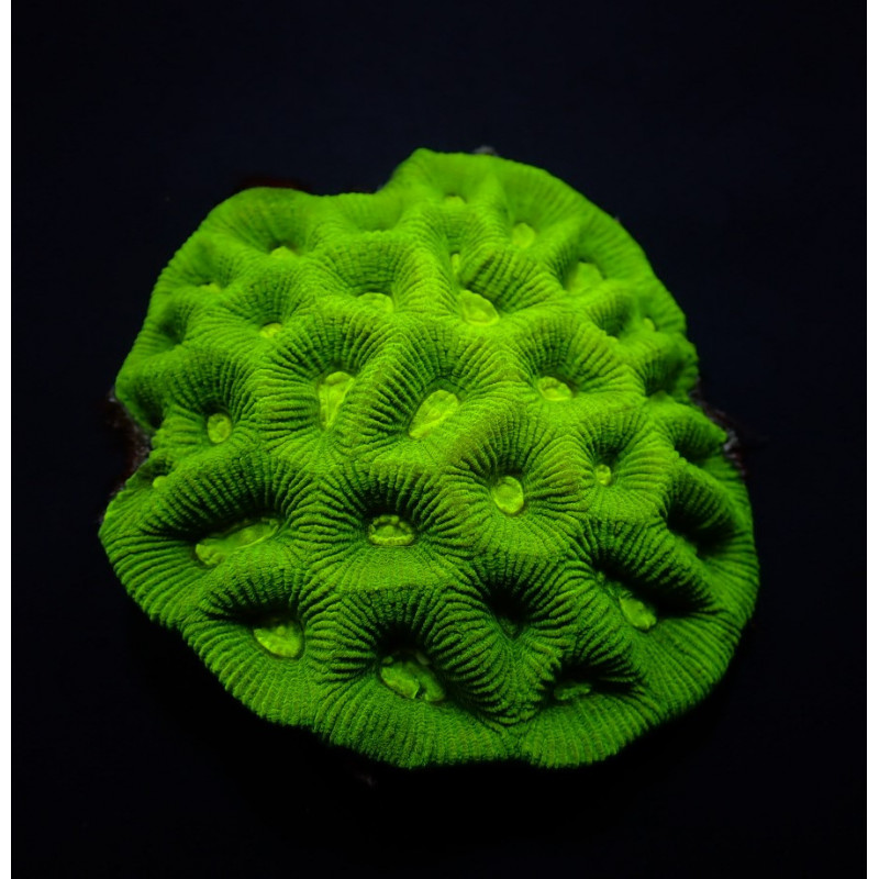 Goniastrea spp. (Premium)