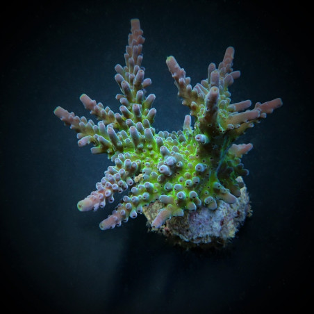 Acropora austera