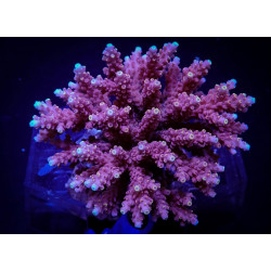 Acropora cytherea