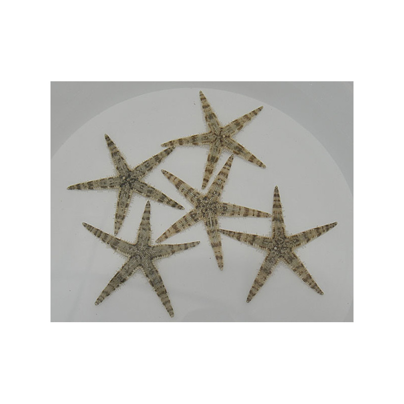 Archaster typicus Archaster typicus