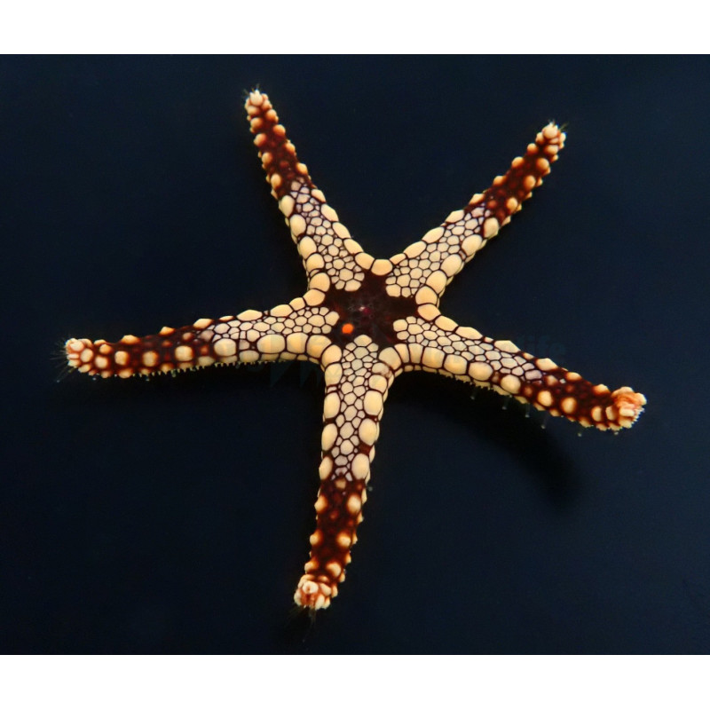 Celerina heffernani Celerina heffernani