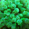 Entacmaea quadricolor (Green) Entacmaea quadricolor (Green)