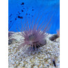 Pachycerianthus spp. (Colored) Pachycerianthus spp. (Colored)