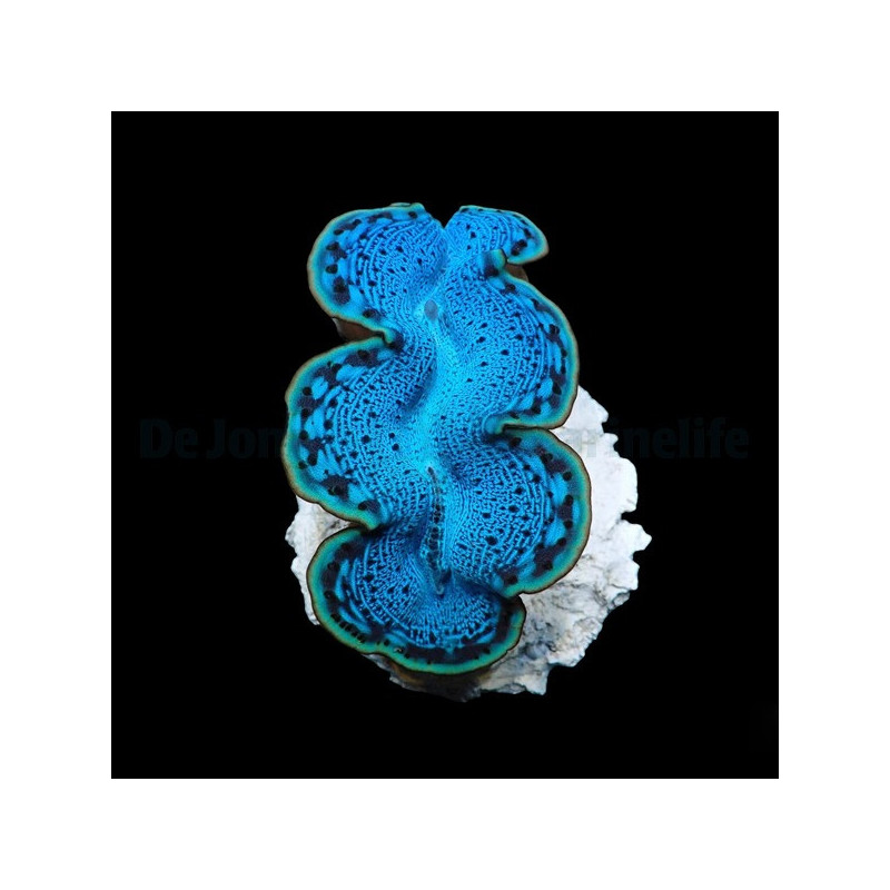 Tridacna maxima (Blue) (3-5cm) Tridacna maxima (Blue) (3-5cm)