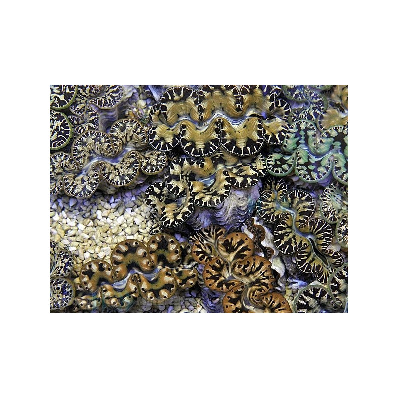 Tridacna maxima (Blue) (3-5cm) Tridacna maxima (Blue) (3-5cm)