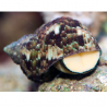 Turbo brunneus Turbo brunneus
