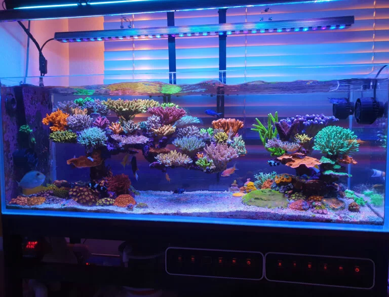 Acuario marino reef completo