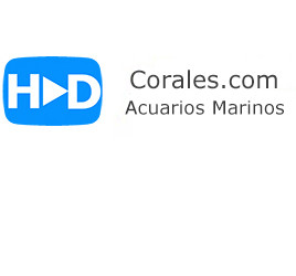 Corales .com - Acuarios HD