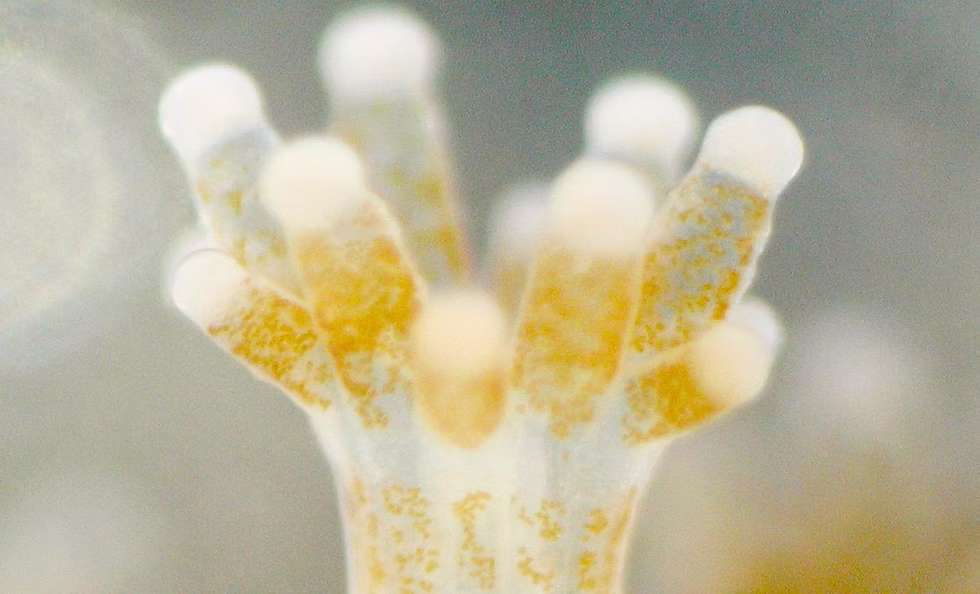 🔬 ZOOXANTELAS: El Motor Biológico de los Arrecifes de Coral – Guía Científica Completa (2026)