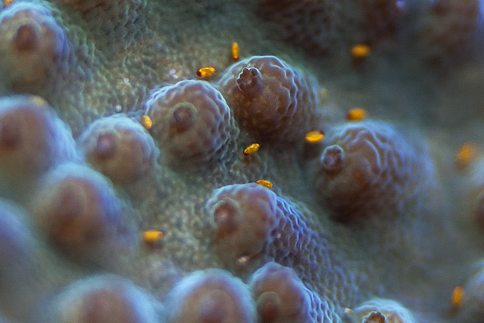 🐛 PLAGAS DE CORALES DUROS SPS: Guía Completa de Detección y Erradicación – Acropora, Montipora, Seriatopora, Stylophora y Todos los Demás (2026)