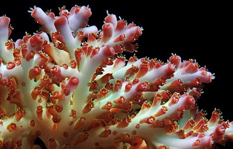 🍽️ ALIMENTACIÓN DE LOS CORALES: Bioenergética, Mecanismos y Nutrición del Holobionte – Guía Científica Completa (2026)
