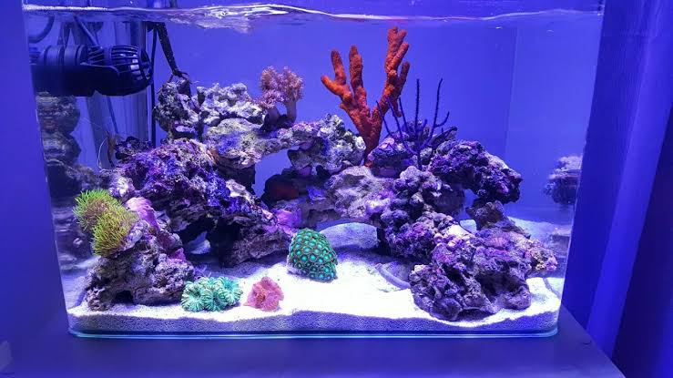 🧪 PARÁMETROS IDEALES DEL AGUA EN ACUARIOS MARINOS: Salinidad, pH, Calcio, KH, Magnesio y Elementos Traza – Guía Científica Completa (2026)