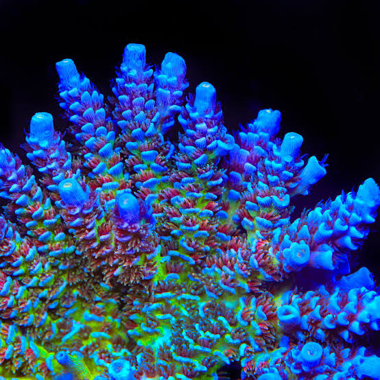 🧲 FUNCIÓN DEL MAGNESIO EN ARRECIFES DE CORAL: El Guardián de la Calcificación – Parámetros para SPS, LPS y Blandos, Dosificación y Medición (2026)
