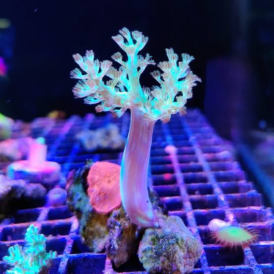 🌳 CORAL ÁRBOL DE KENIA (Capnella imbricata): Ficha Completa, Biología y Cuidados – Guía Científica Profesional (2026)